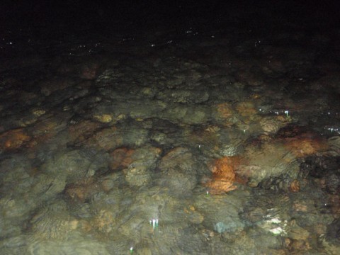 onbj2wcvm5vi4d7okaa6_480_480-234f509e.jpg