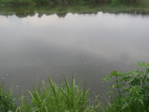 oo3iyvbjjde48bzvrzpw_480_480-29399443.jpg