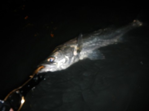 ookguuzg43rej4yfcb44_480_480-eed77959.jpg
