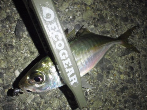 oouyxbu9coczyb3opk7k_480_480-e1bf0bc8.jpg
