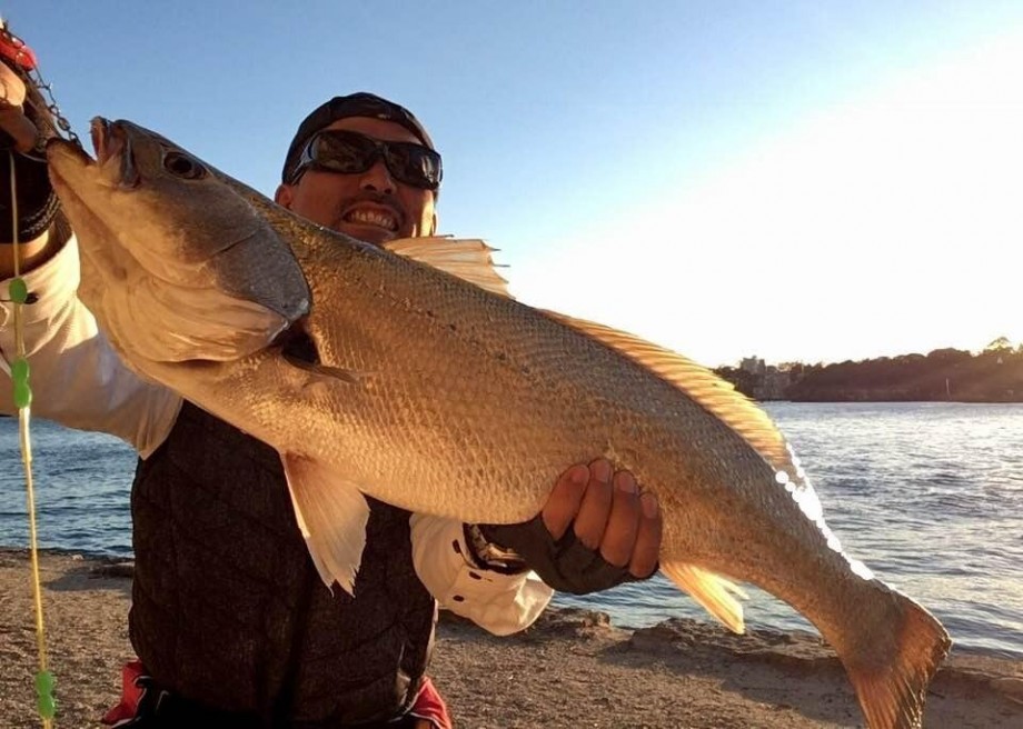 ブログ オオニベという魚 シドニー Jewfish