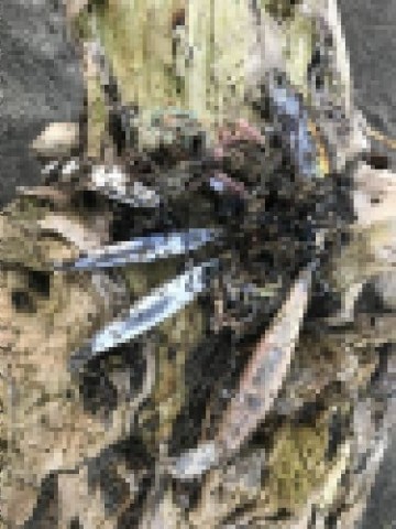 opwpgicb4v7wndycgzvf_480_480-0e92616d.jpg