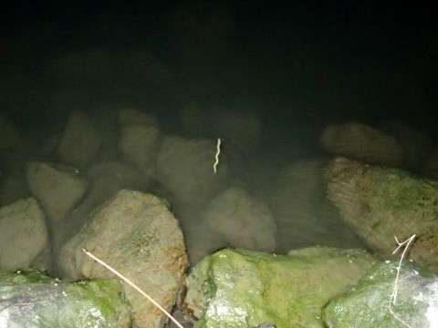 or2x6toi27rur26zeejd_480_480-e36e79d1.jpg