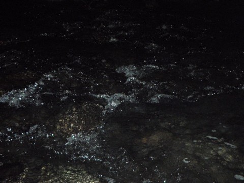 or5si8kngkzpzunjcst2_480_480-dbe07218.jpg