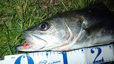 orkwuvc6cdmd944ody6g-c55f8e83.jpg