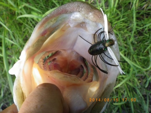 orzj3wwkmba5cm82mepa_480_480-7281cdcb.jpg
