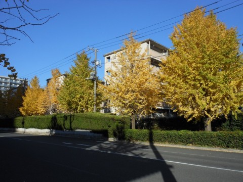 osfpe3dkj888k2ya8wcg_480_480-f4806c58.jpg