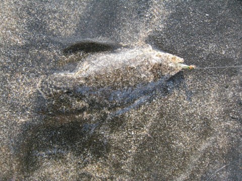 oshbbr3kd2vneehggvk9_480_480-6866c690.jpg