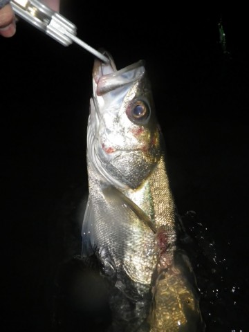 osnriawuyovbsxoxty3m_480_480-9f9017ce.jpg