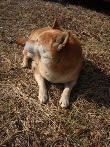 ostdresuhdy8ms4enn7u_480_480-24897123.jpg