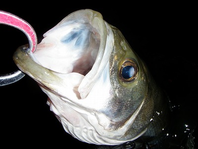 osvuxatku4wp6phmj5ku-0feeef11.jpg