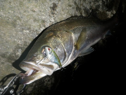 otfinis7xgn2cmkzbap2_480_480-294cd448.jpg