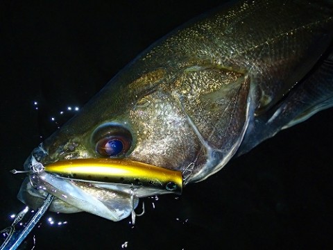 otmnbcndpz6nwvwkhfd7_480_480-f7308b8d.jpg