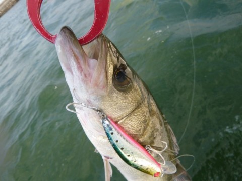 otpouyoais72gry3y8tm_480_480-b5c81276.jpg