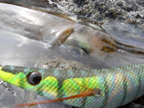 otwcmsvft3csysjb9wy6_480_480-b9721790.jpg