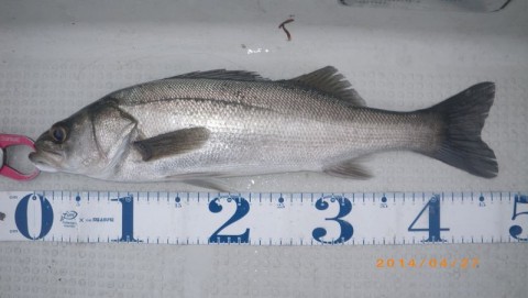 otyzw3gt337mgivrb983_480_480-9223cfb9.jpg