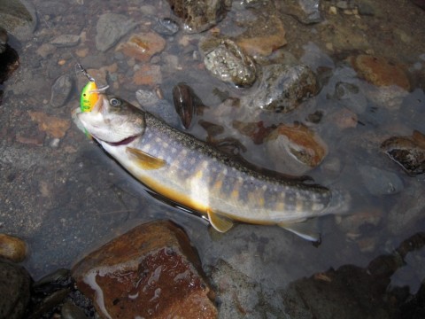 ouhtwgyheoth256fftpd_480_480-b63ab670.jpg