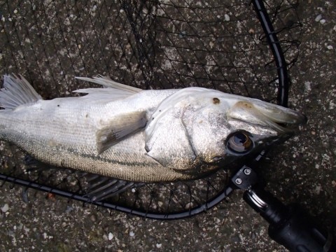 oupu9aw8vhkfxihivy5h_480_480-737720b7.jpg