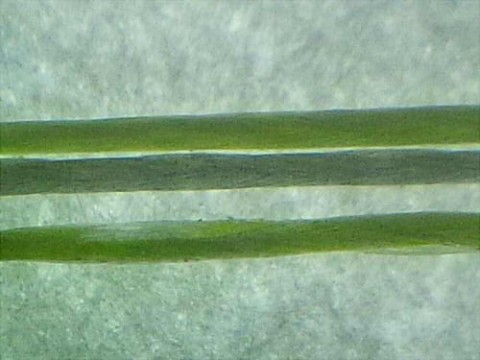 outdj27nzdphifhfib9z_480_480-f56716e9.jpg