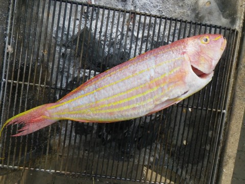 outp3wykg84k4m8nx5z5_480_480-66b30650.jpg
