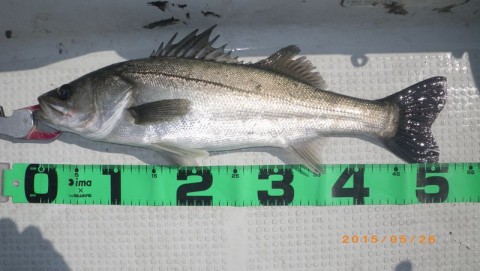 ouvxoemg9mksihwxc6fd_480_480-dea7f9b0.jpg