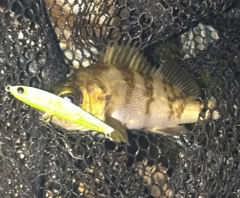 メバル15センチ