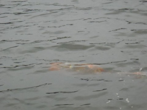 ov27shatukk87f7rj3y9_480_480-a2864474.jpg