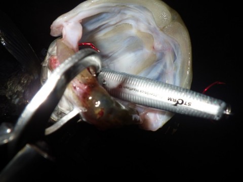 ovvz7acb4k3yav294ite_480_480-626b7033.jpg