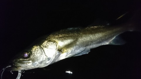 owczgmaucf55irdviirh_768_432-23cf28a0.jpg