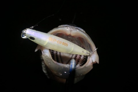 owhna8uenpn3etsm9f98_480_480-19e6b803.jpg