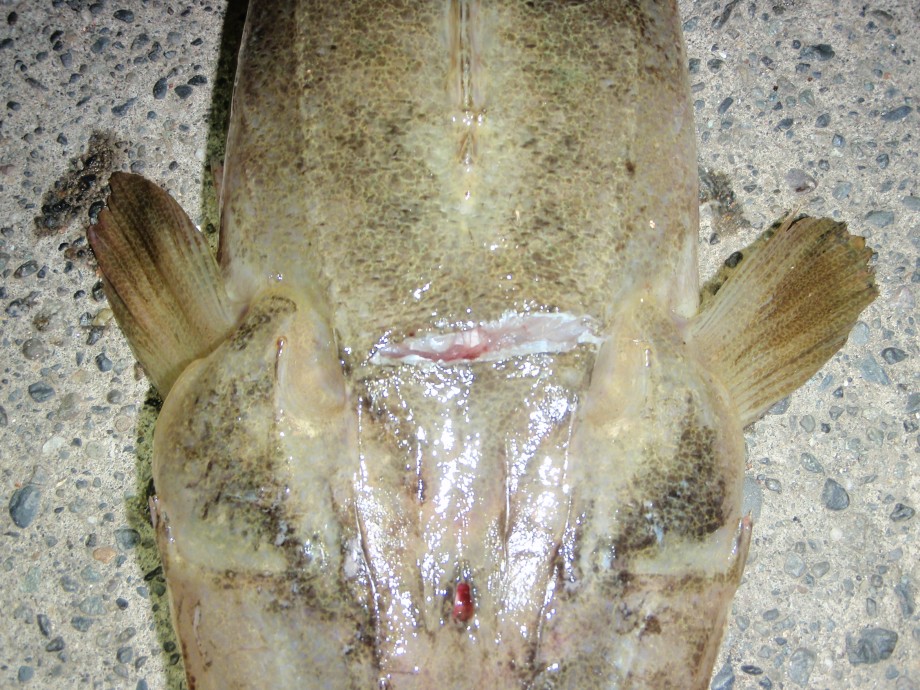 ブログ 私流マゴチの〆方