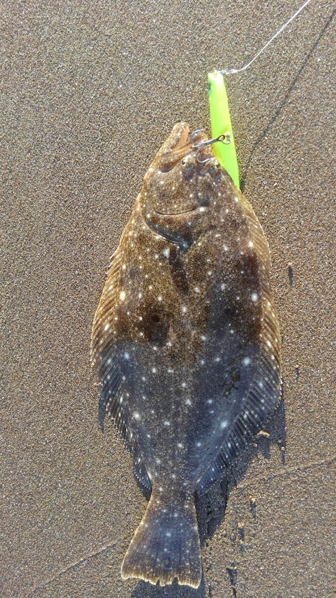 釣りの家の記録 ソゲの釣れそうな地形とは