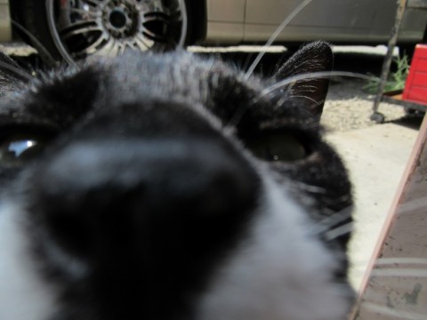 ox4bdd3ypixysmcbgmj6_480_480-90b493ab.jpg