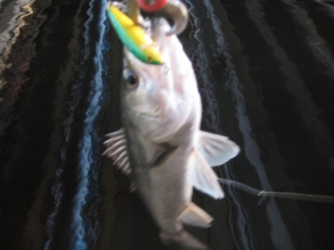 oyn4hn6jdexkukgz4ws3_480_480-f66f0d25.jpg