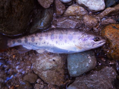 山女魚
