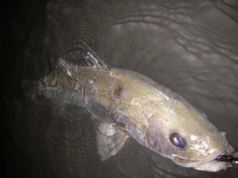 oyuozarpor5ut3re4rec_480_480-c58b4865.jpg