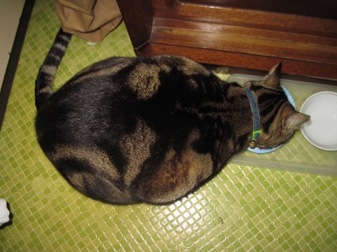 p26ucrdnkrdbpj9o9f4f_480_480-3fa5ac49.jpg