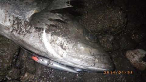 p27vhj26sfcod6egfc3r_480_480-1b2d8726.jpg