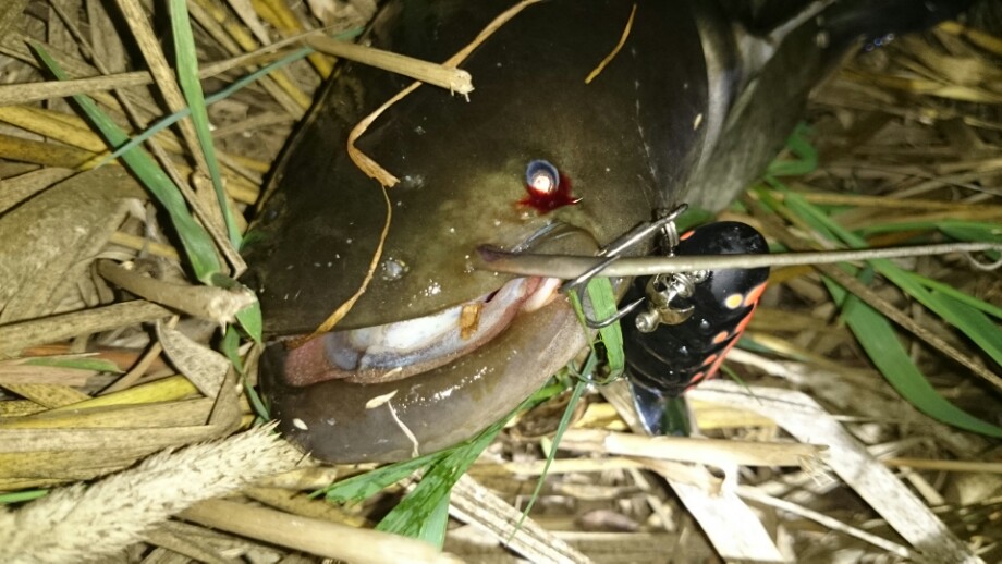 サカナ釣りた い はじめてなの 2