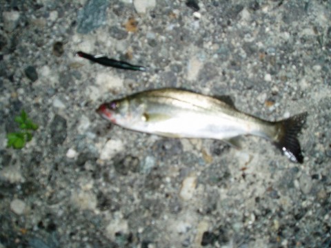 p334xbgfvkm4msxtwepr_480_480-97119385.jpg