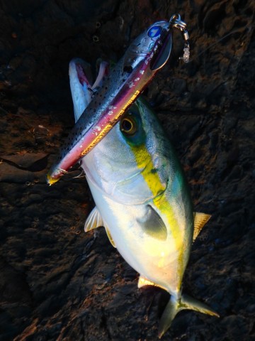 p375ark8dzw4srp2sbzj_480_480-2c5f4210.jpg