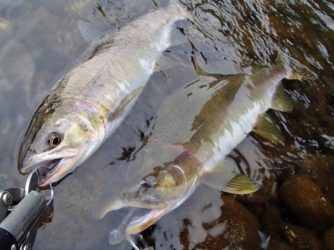 p37gxzp69smvgffgmfex_480_480-3b45bcc5.jpg