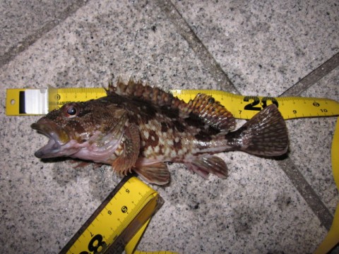 p37oof6x5mjkdib67owh_480_480-fdbb7b7b.jpg