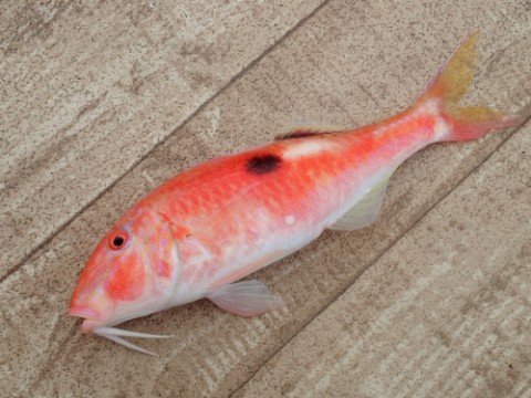 p3if8yiaaaxxg2j8wren_480_480-72906571.jpg
