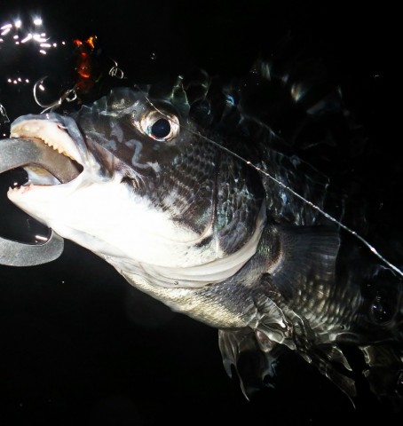p3u5ohohu4iragkbpu4e_480_480-70408bb0.jpg