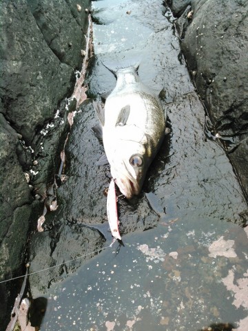 p477ytfrteuz7fc68kgf_690_920-992c96b9.jpg