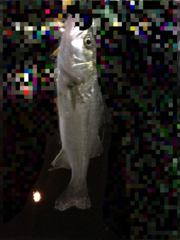 p4p6crjcg3ec9vn8ftfb_480_480-4b9a34ee.jpg