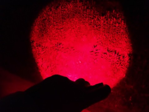 p4px8tp4jxuzjusnwy3f_480_480-d0d1a220.jpg