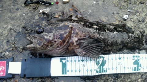 p57uuixffzhcoho75dp2_920_518-93e57970.jpg
