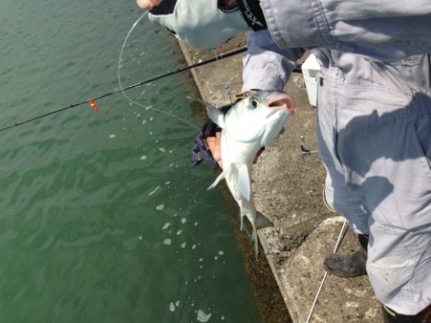 p5hwgp5rc6j5656ajxie_480_480-c8993787.jpg